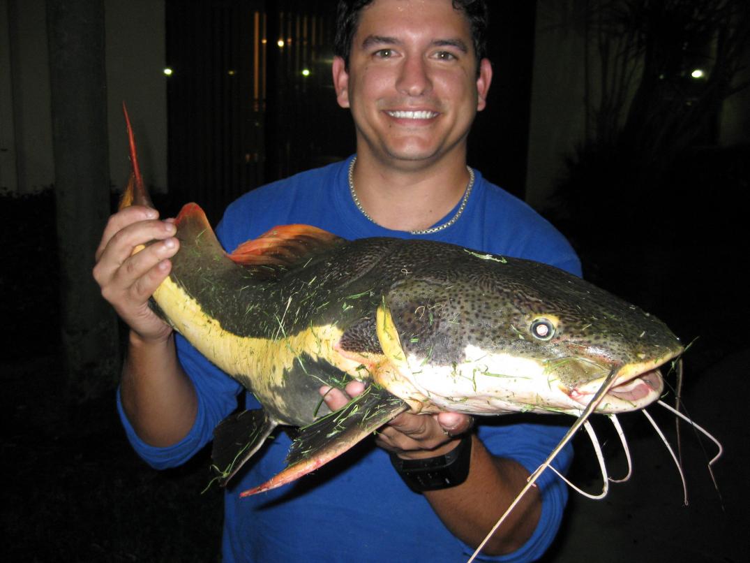 Exotic Redtail Catfish Caught in South Florida Lake - Florida