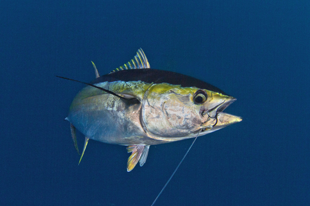 12 Best Tuna Fishing Lures: Trolling for Yellowfin & Bluefin