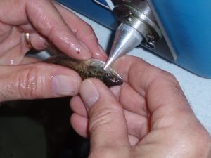 Wire-tagging a largemouth bass
