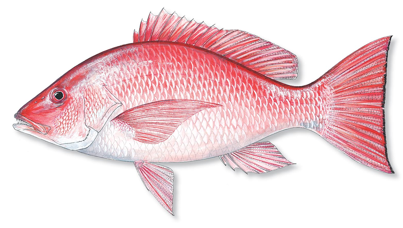 Gulf State Recreational Red Snapper Season Reopens Labor Day Florida