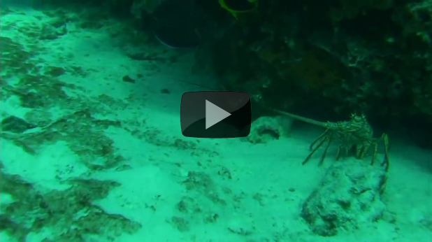 Lobster Diving Basics
