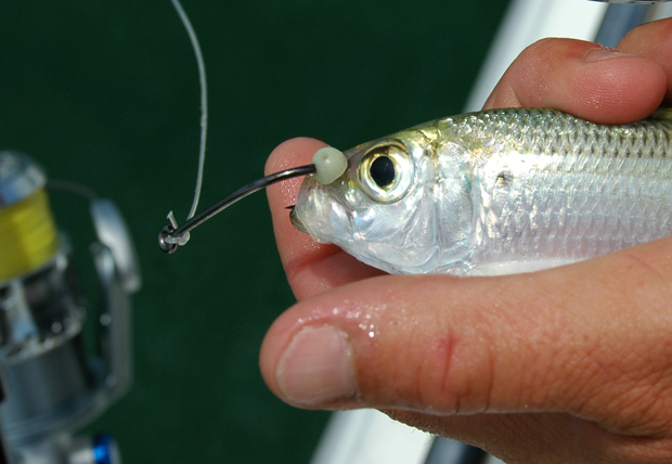 Keeping Your Live Bait Hook In Place - Florida Sportsman