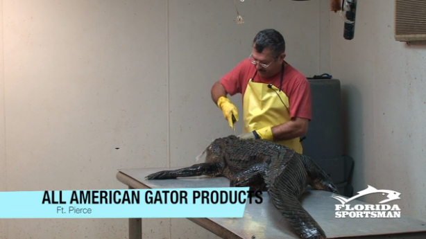  Cleaning an Alligator