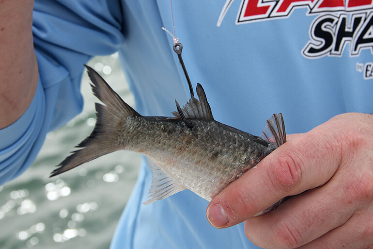 How to Fish the Florida Mullet Run: 5 Fool-Proof Tips You Ne