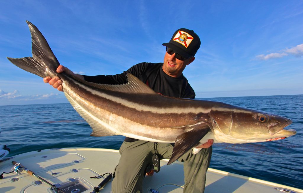 Catch Cobia on the Migrating Manta Rays - Florida Sportsman