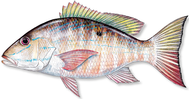 Final Rule to Implement Mutton Snapper Regulations in South