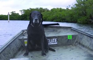 Duck Dog Boat Training