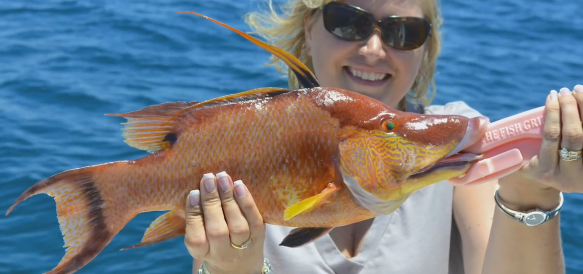 Harvest of Hogfish