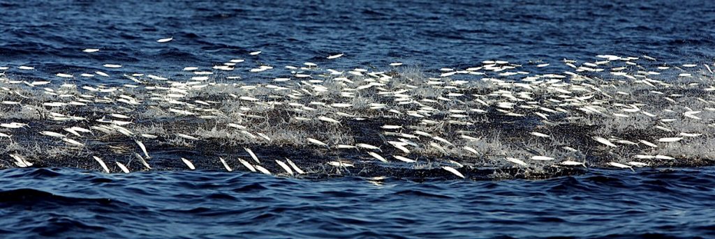 school of bait jumping out of the water
