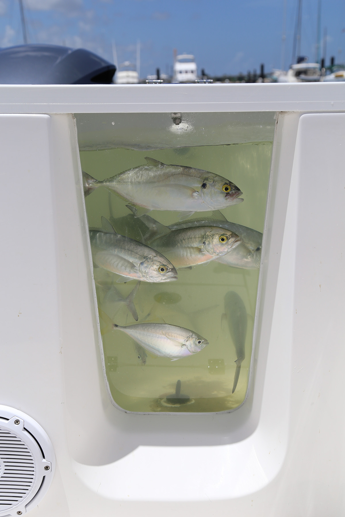 Sea Fox 328 Commander