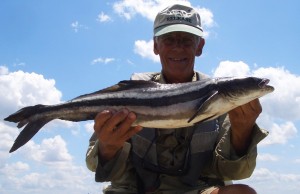 Crystal River Cobia