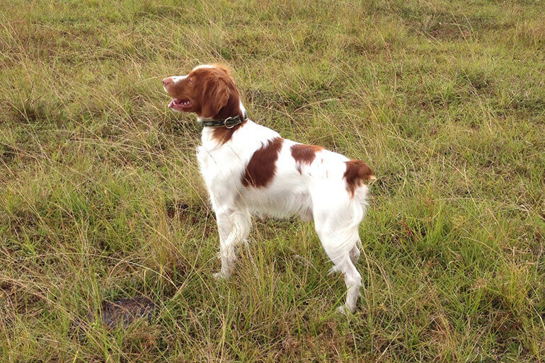 brittany spaniel duck hunting