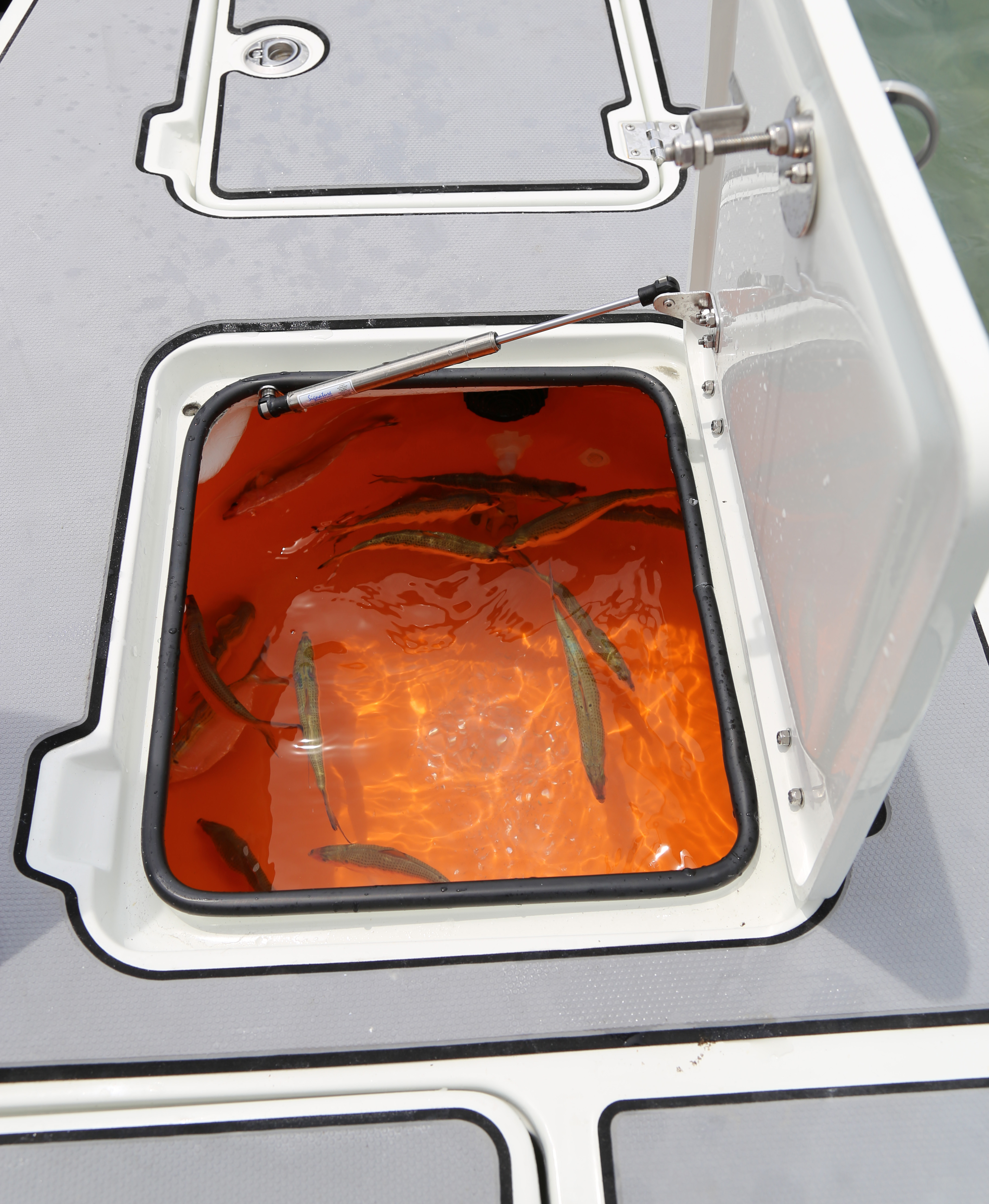 Action Craft 2050 GCX