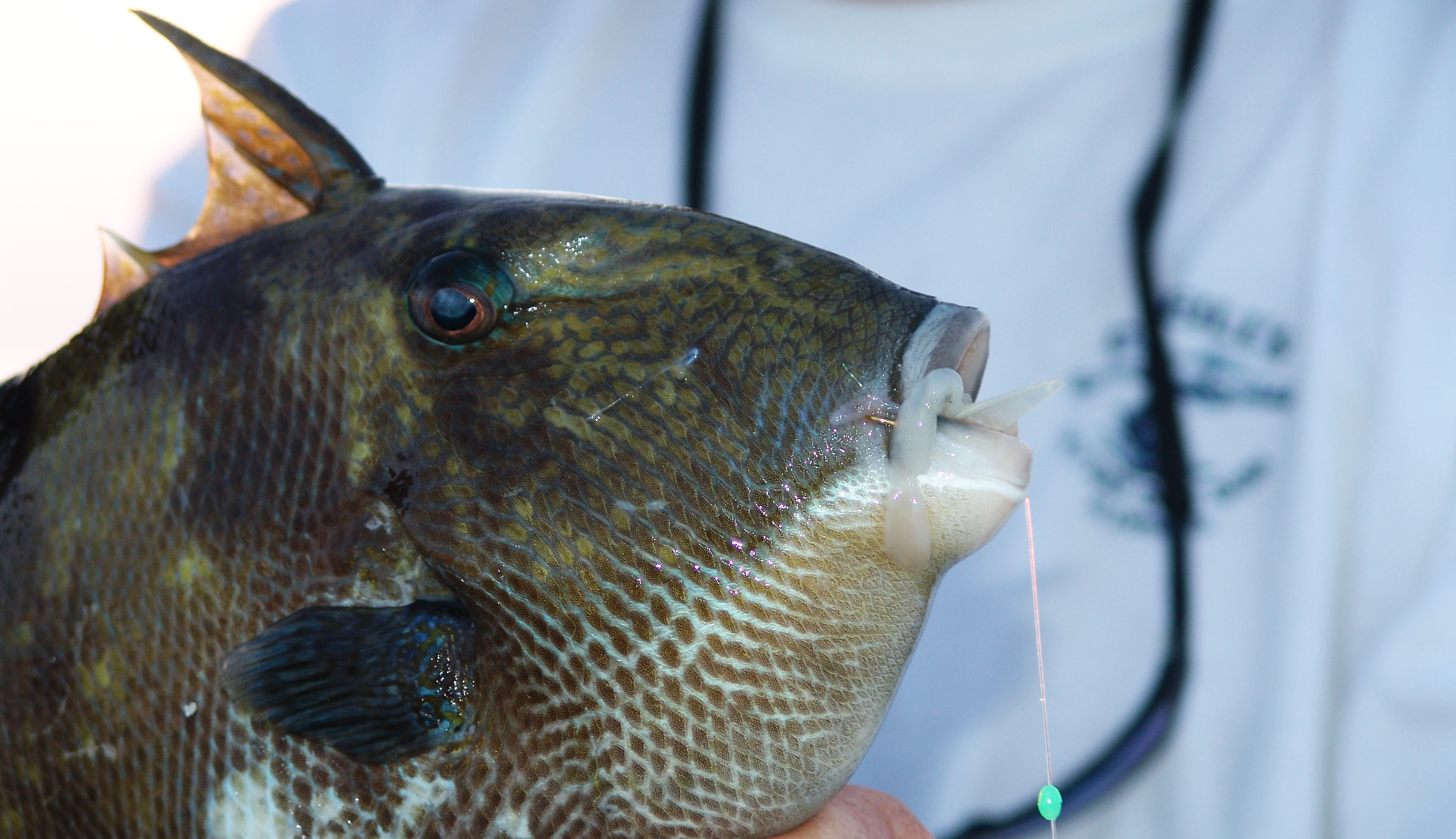 How to Catch Triggerfish: Best Bait, Tactics, Locations & Mo