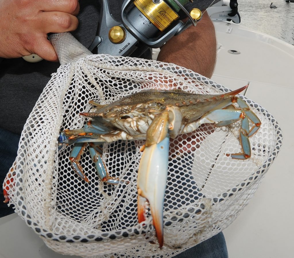 What is the Ultimate Bait for Drum? - Florida Sportsman