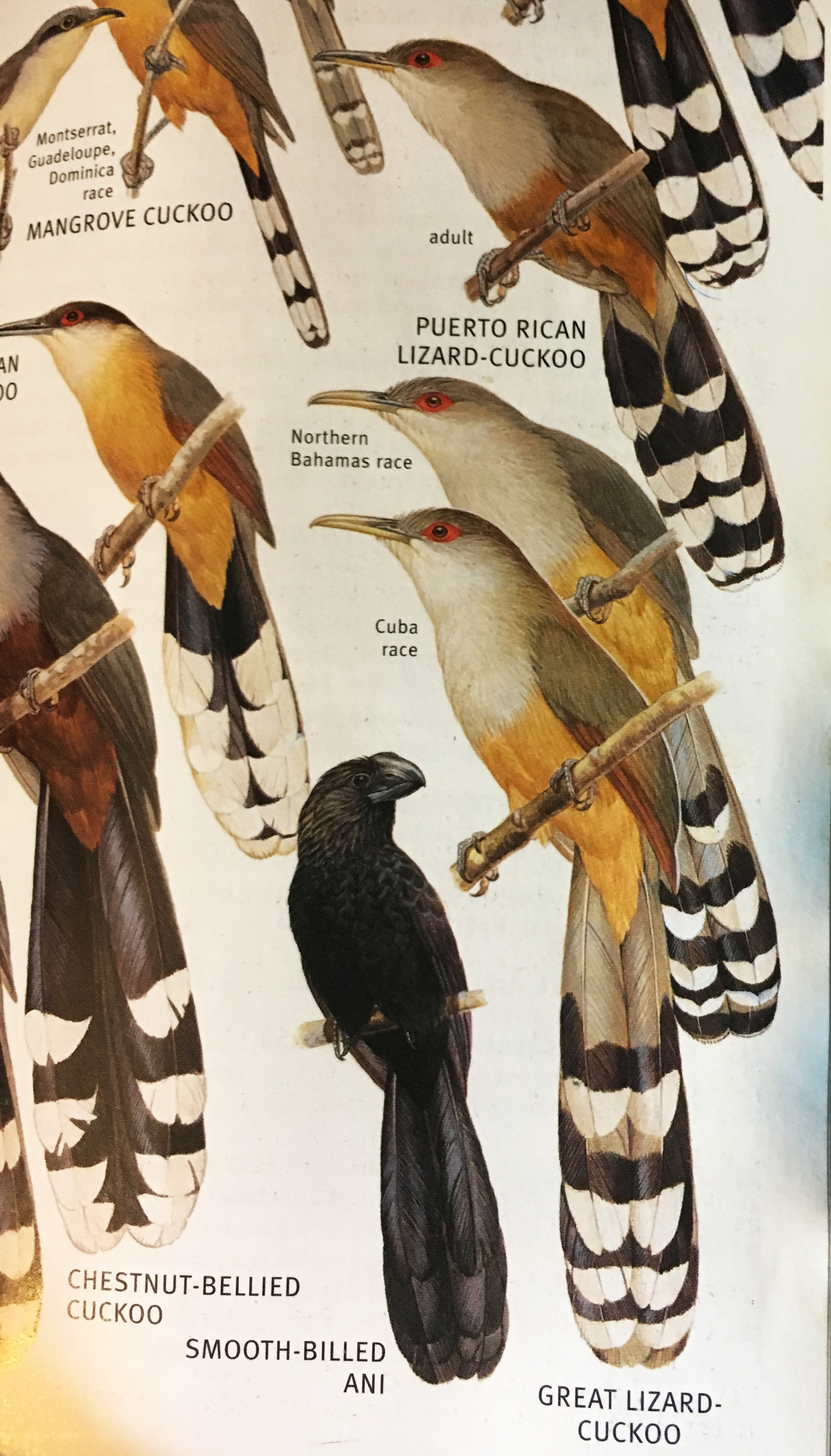 Andros Bahamas Bonefish Trip