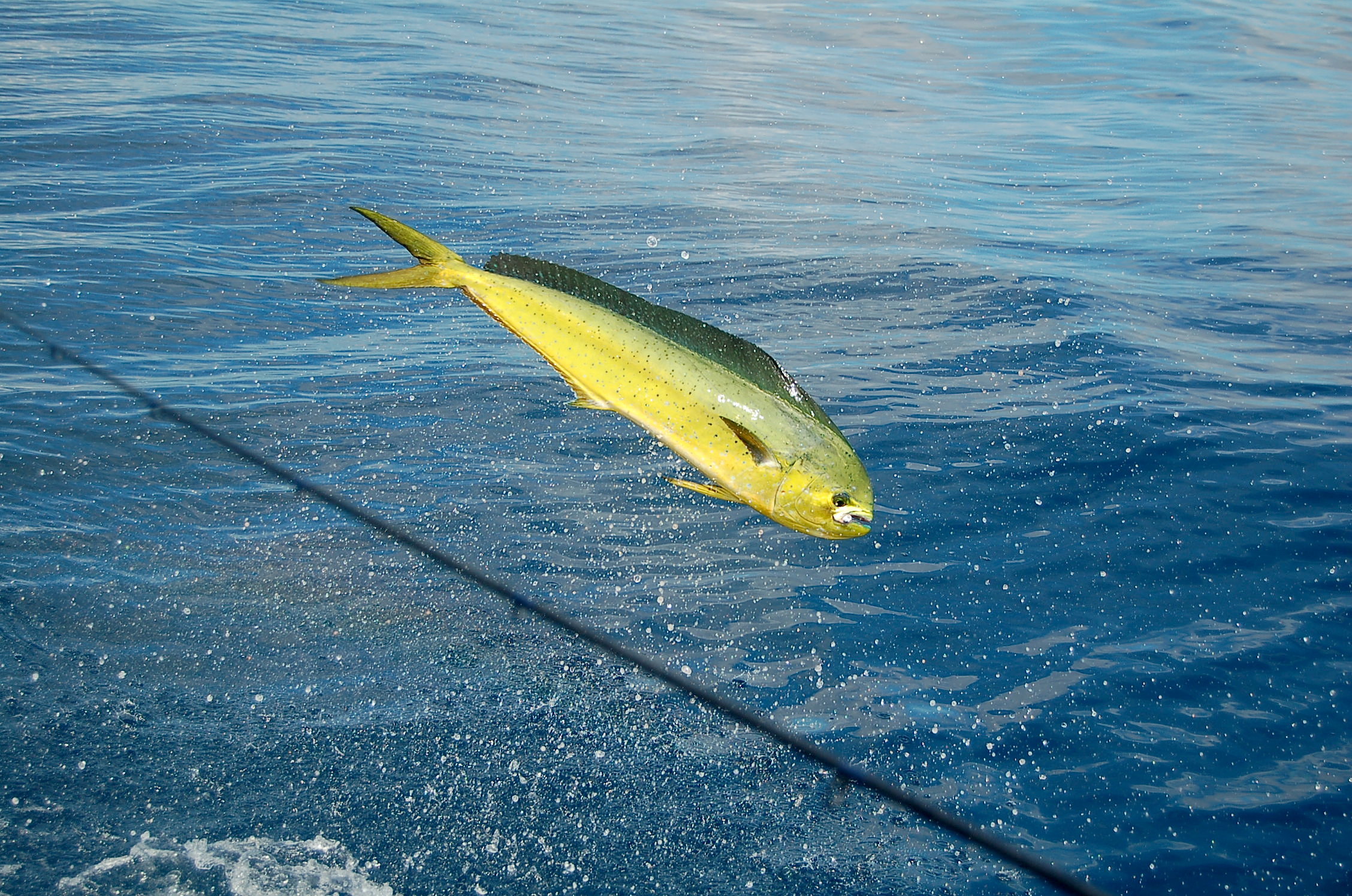 Trolling For Dolphins: The When, What and How for Florida Fishing