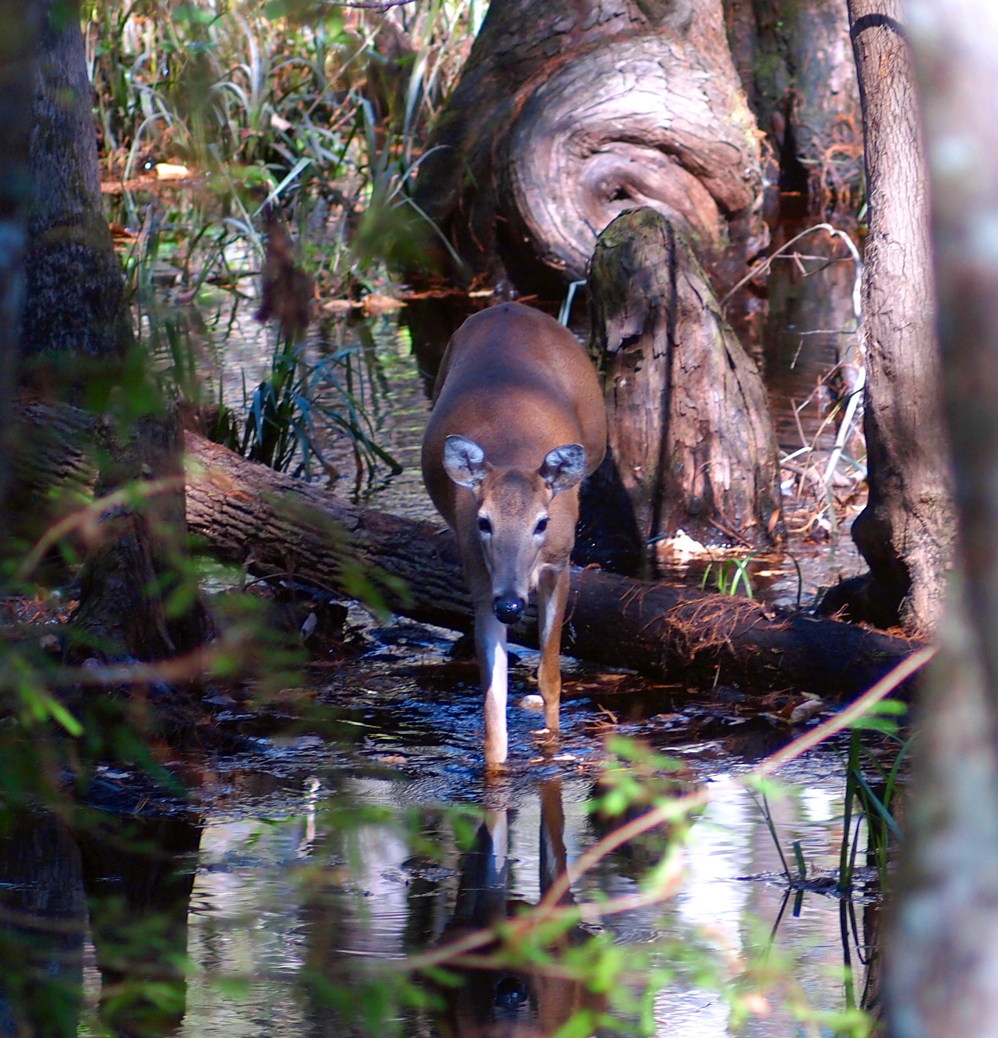 florida doe walking in swamp and water