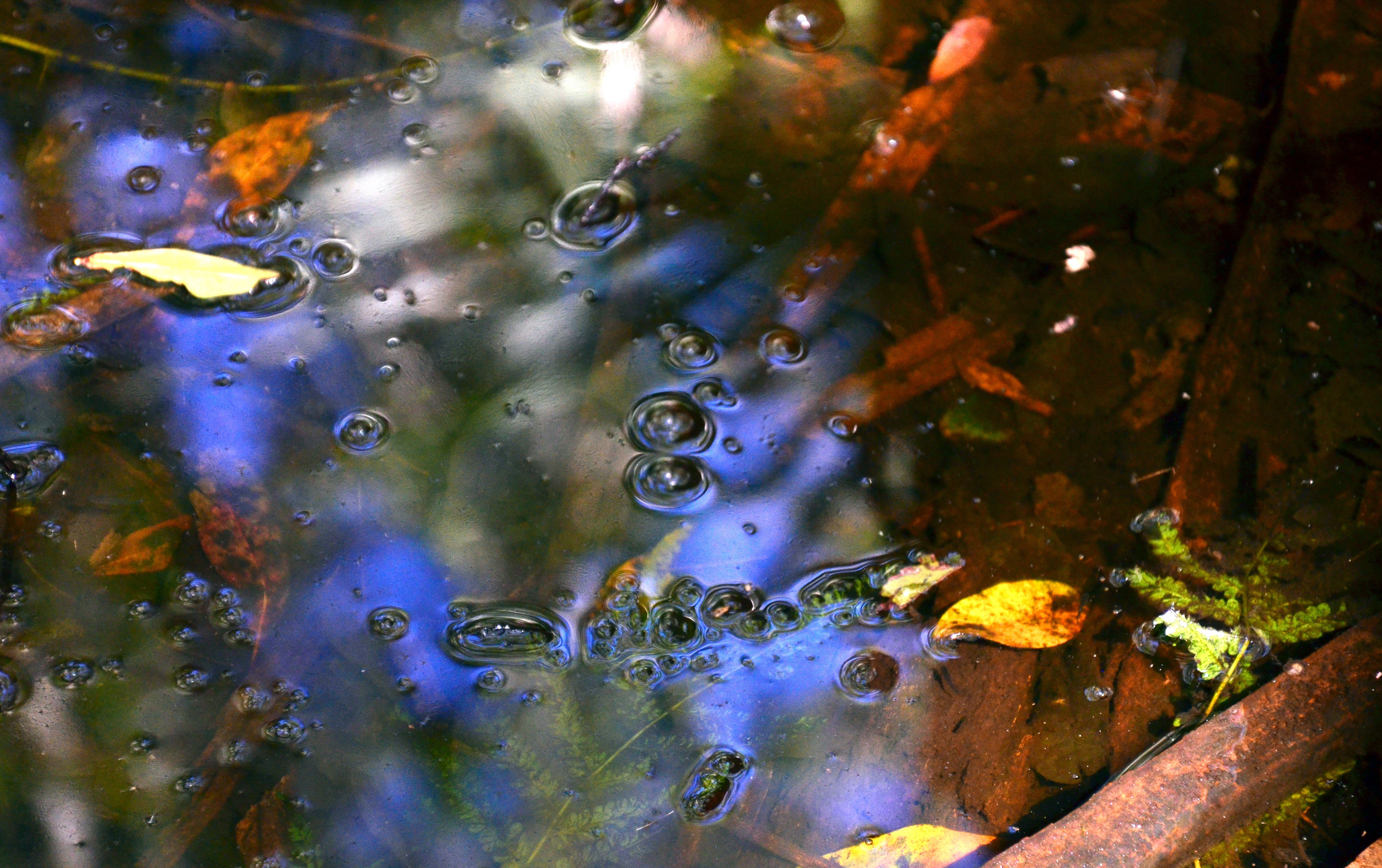 bubbles on top of water with leaves under the surface