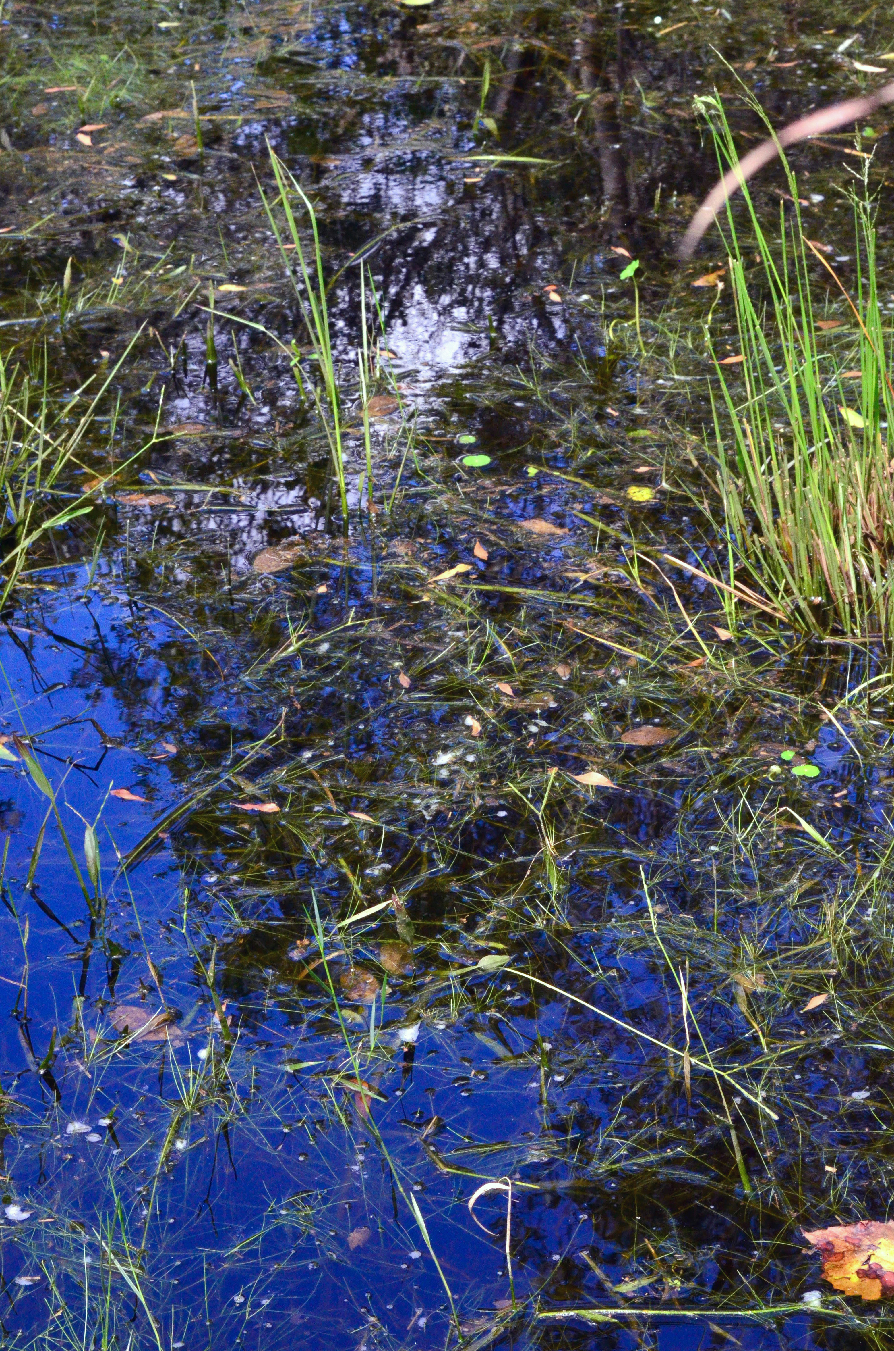 trail of bubbles in water used to track deer