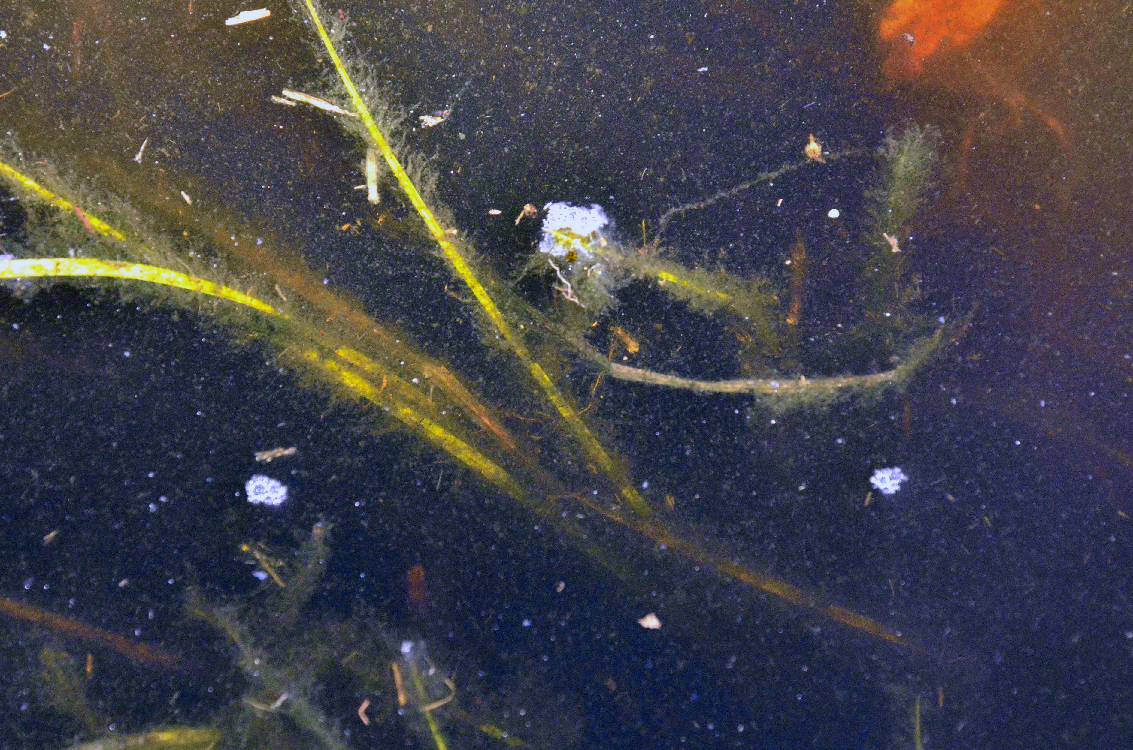 tiny bubbles in standing water that show an animal has passed through it