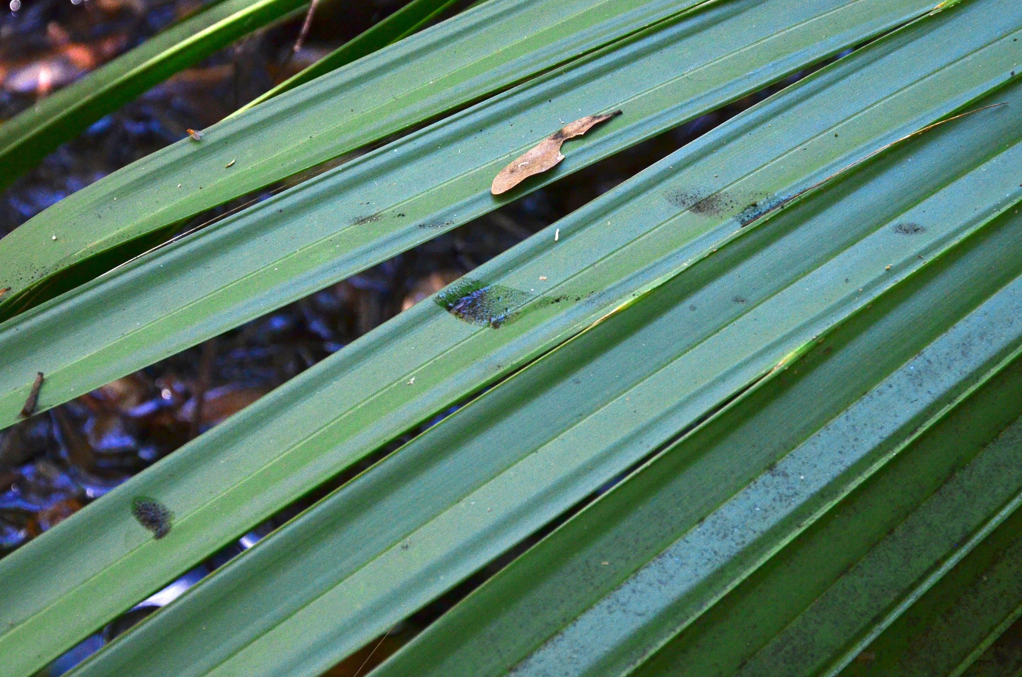 dried blood on palmetto bush leaves