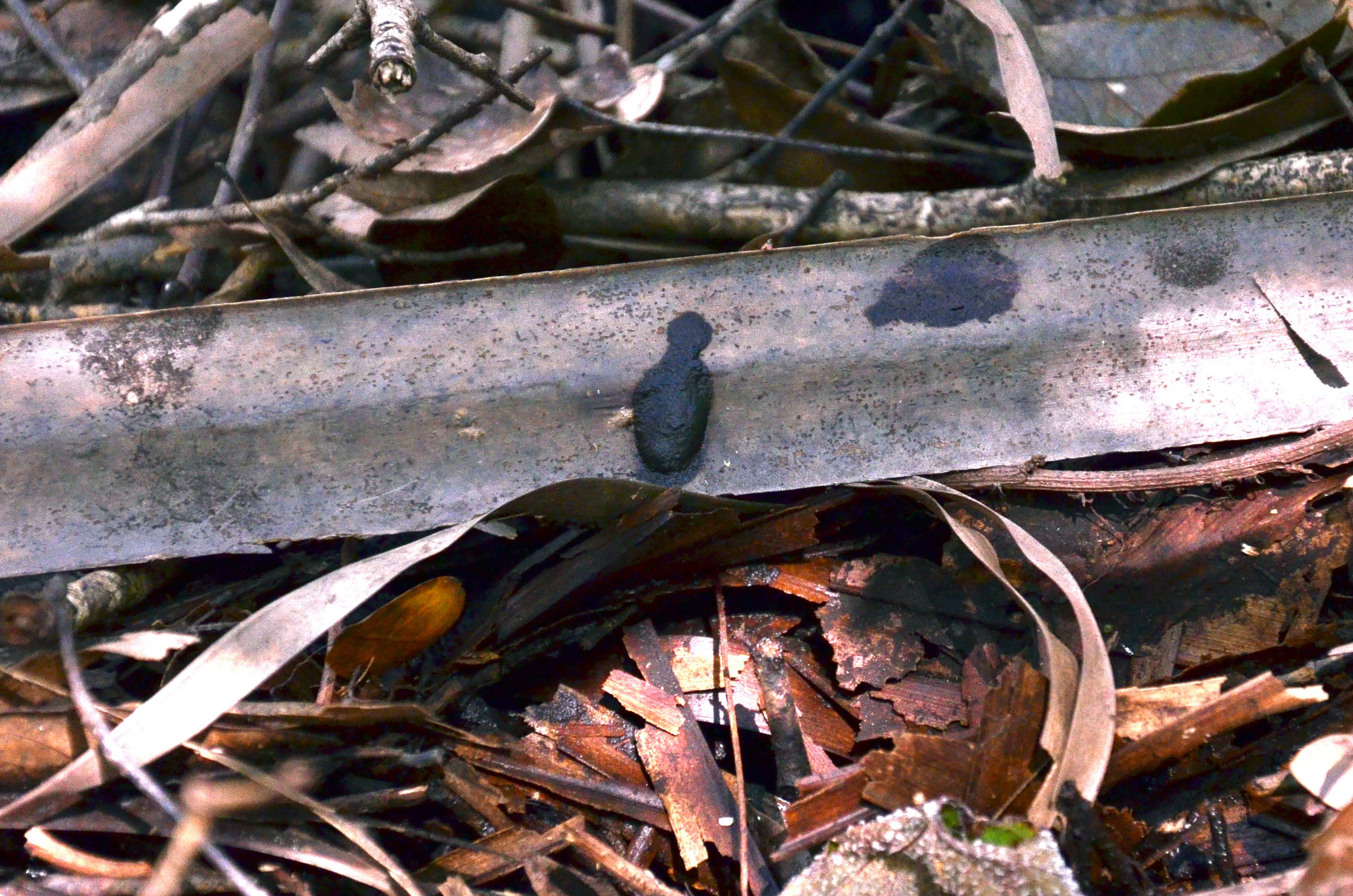 dried blood drops on brush and leaves