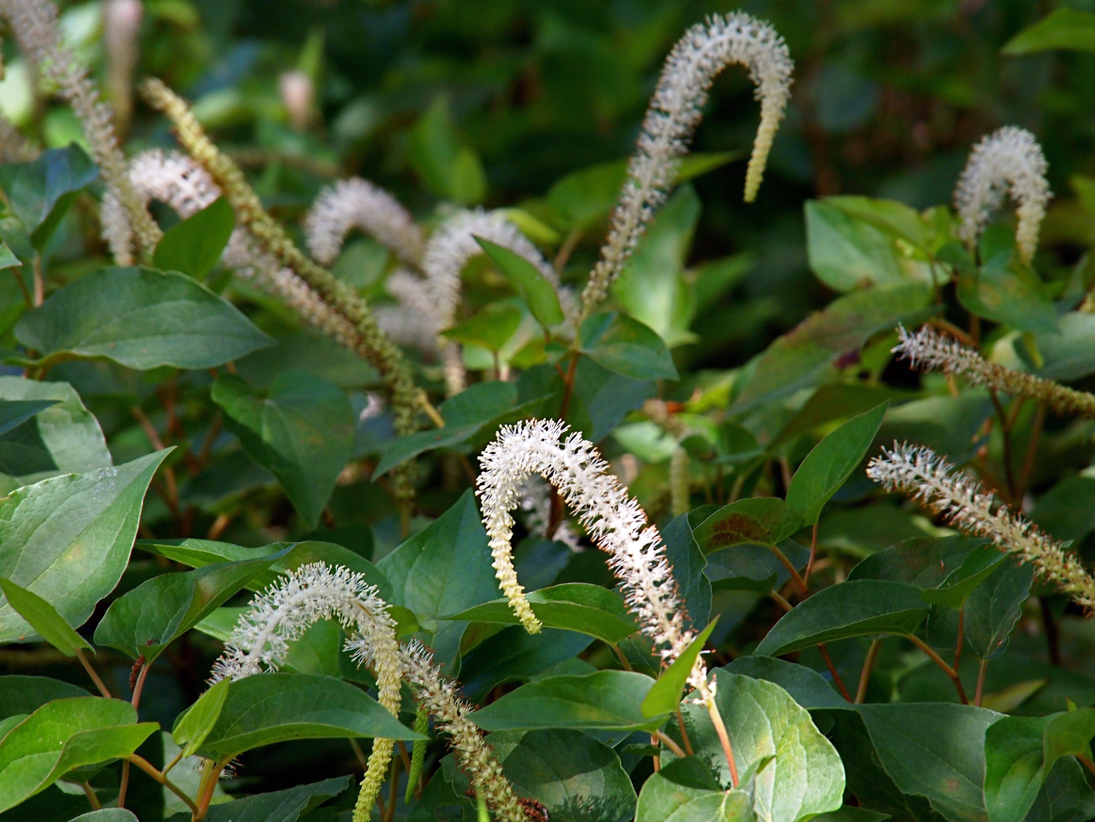 flowering lizard tail plant