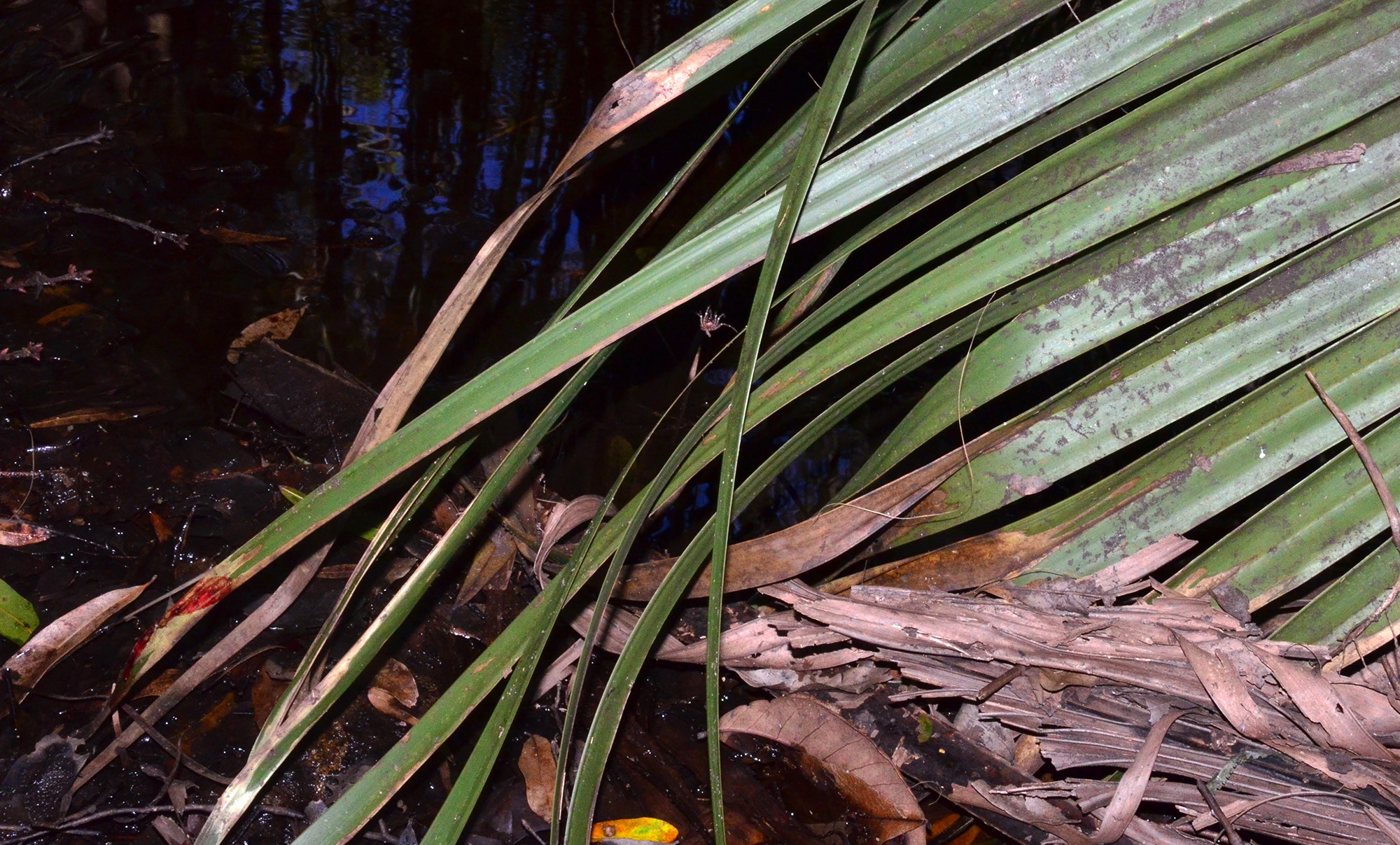 dried blood on palm fronds half submerged in water