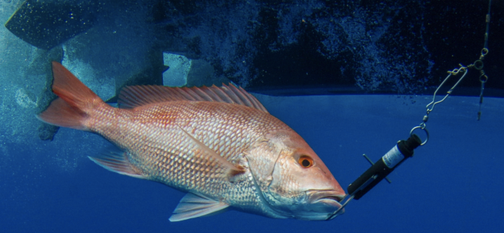 New Hook Regulations for Reef Fishing - Florida Sportsman