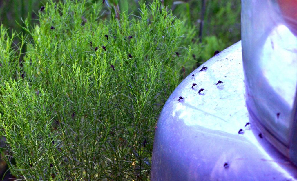 mosquitos in the grass