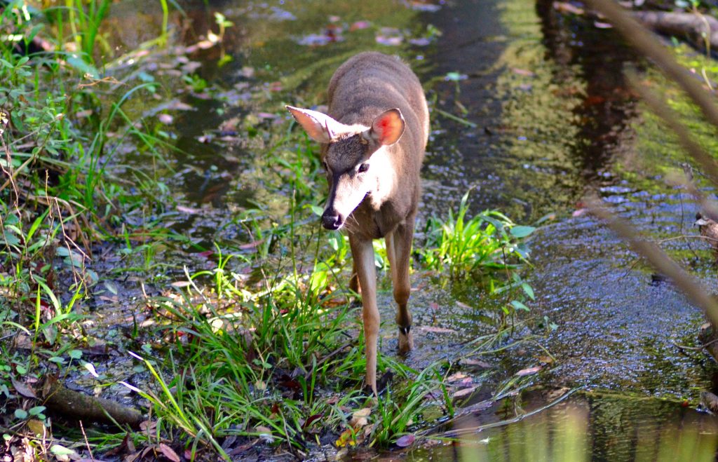 deer walking through flooded water