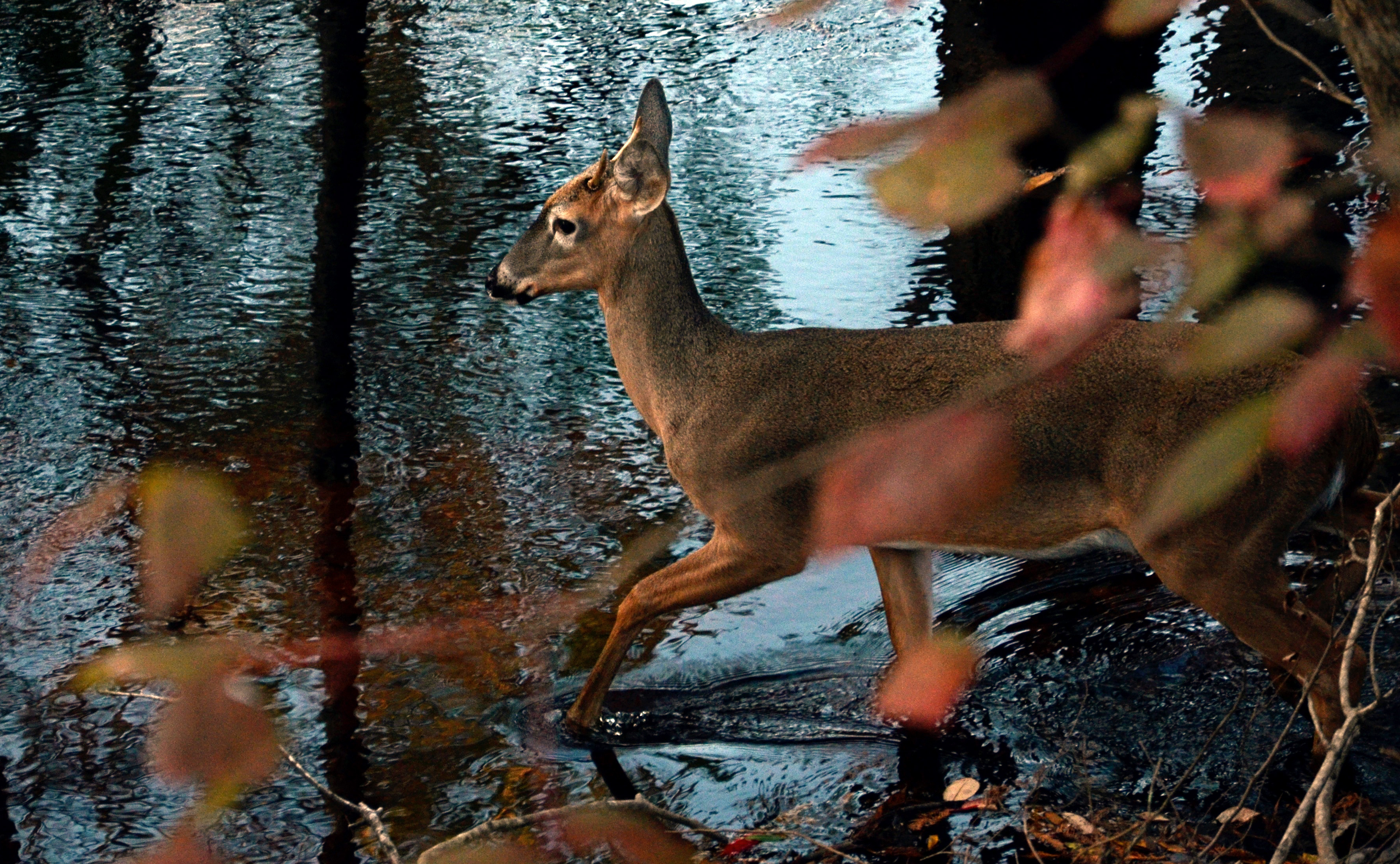 Impacts on Deer Hunting During Hurricane Season