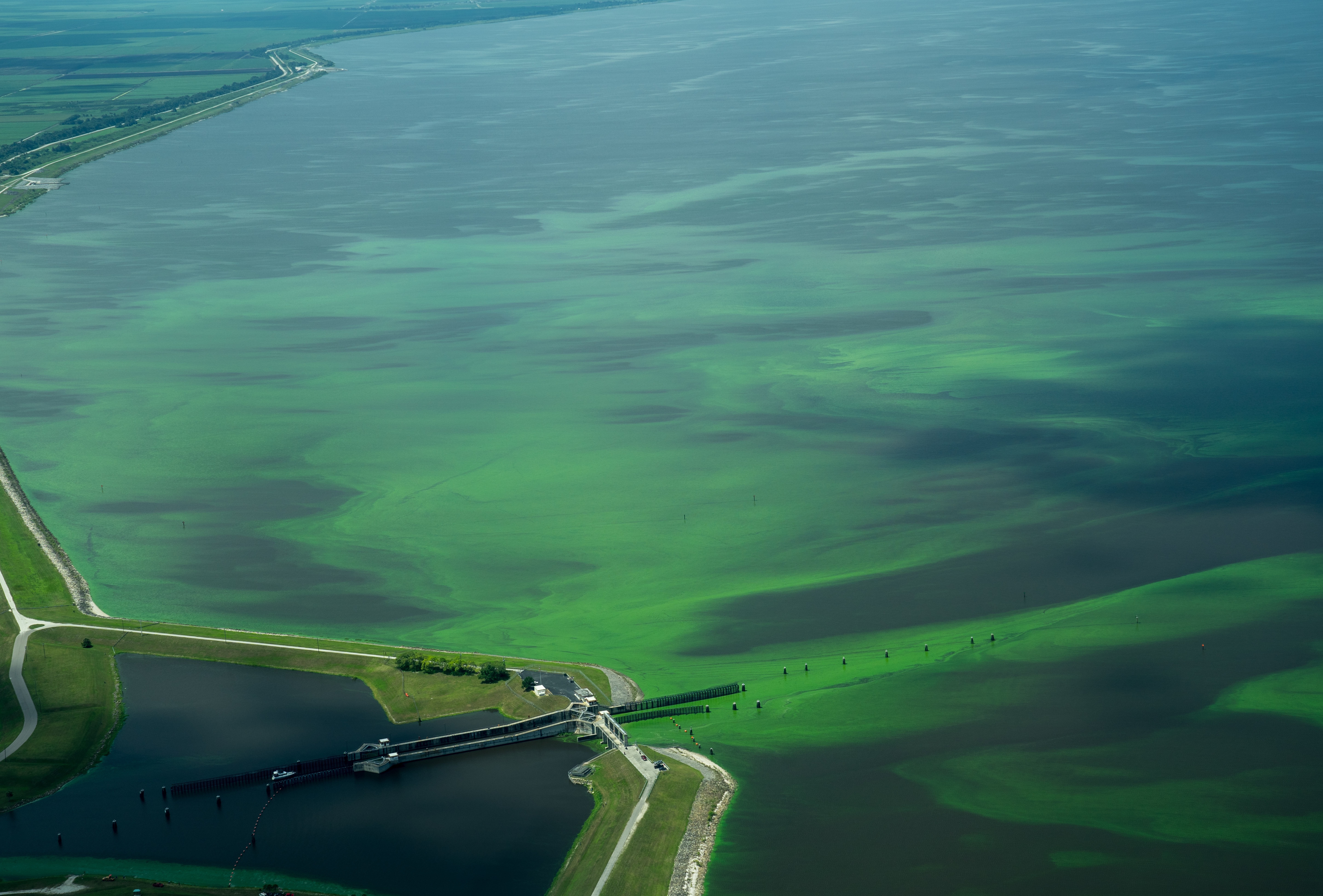 Blue-Green Algae, Toxic Water.  A Major Health Issue.