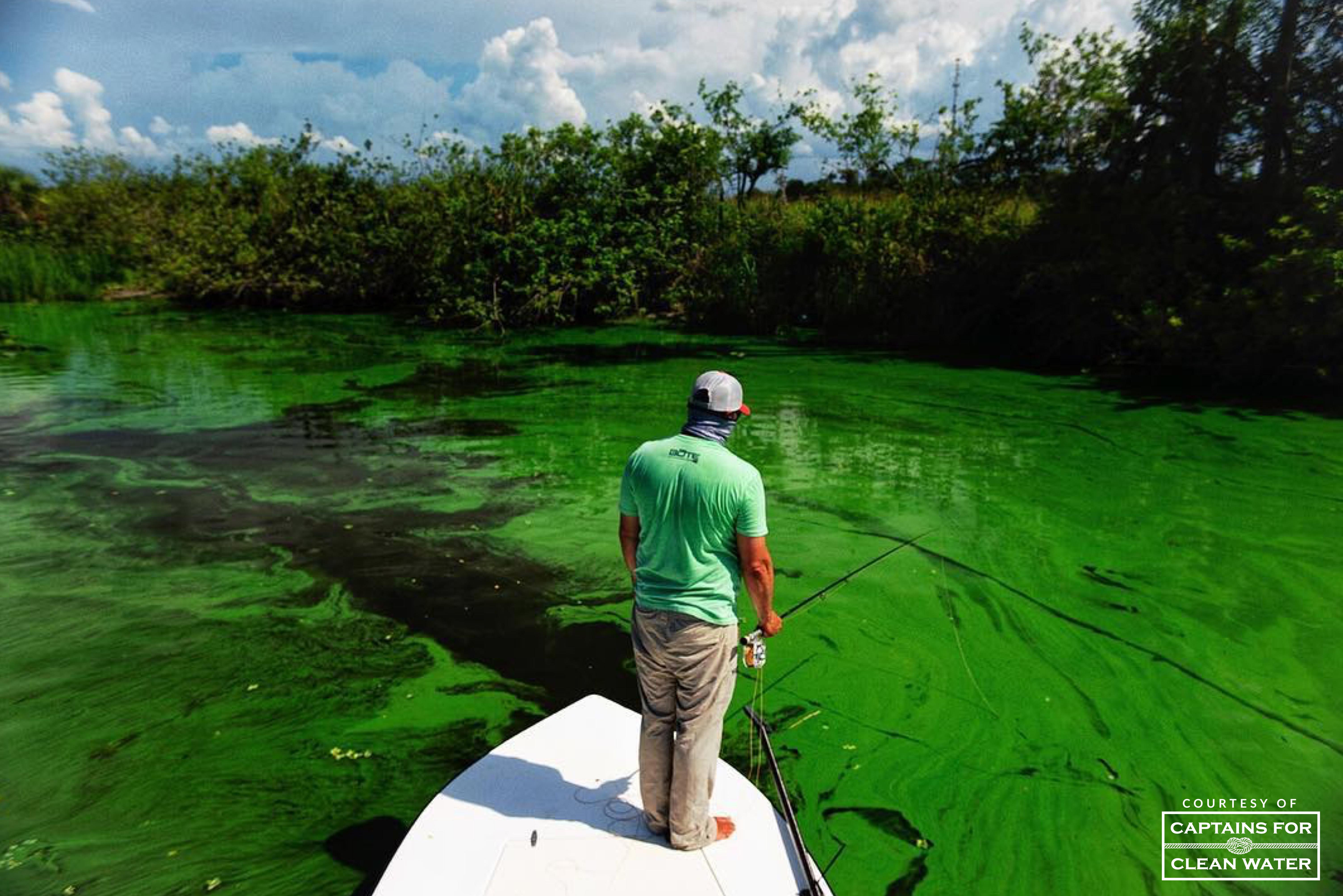 Blue-Green Algae, Toxic Water.  A Major Health Issue.