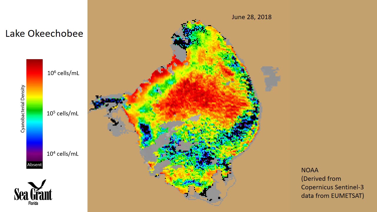Blue-Green Algae, Toxic Water.  A Major Health Issue.