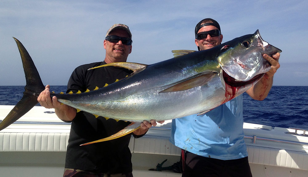 yellowfin tuna fishing