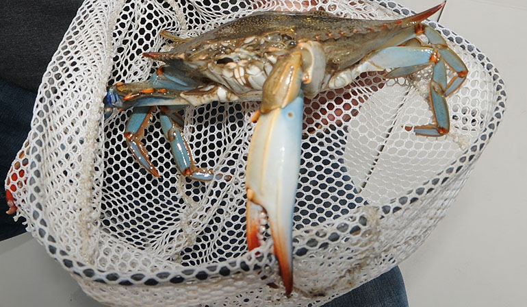 Blue Crab Trap Closures Start July 10 - Florida Sportsman