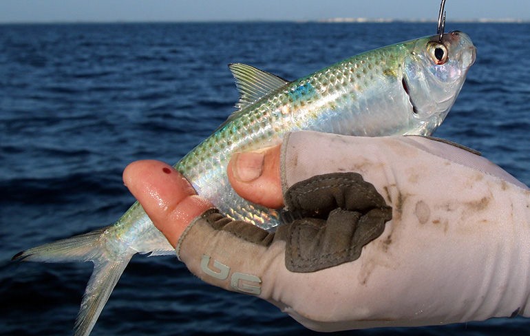 Get Twitchy with the Right Bait Choices for Inshore Fishing - Game & Fish