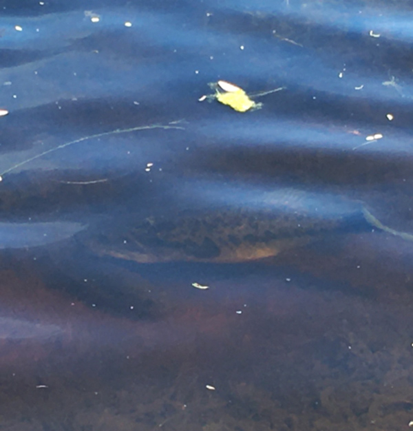 Safer at Home: How are the Kids Handling?