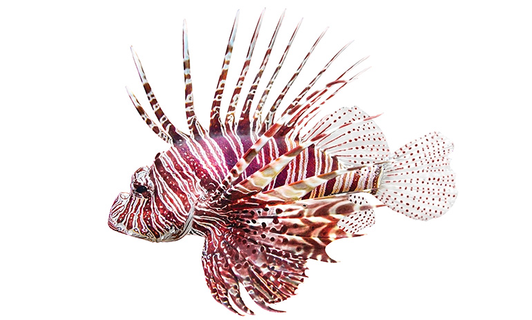 where to catch lionfish in florida