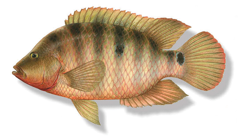 how to catch mayan cichlid