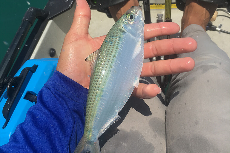 bait for kingfish