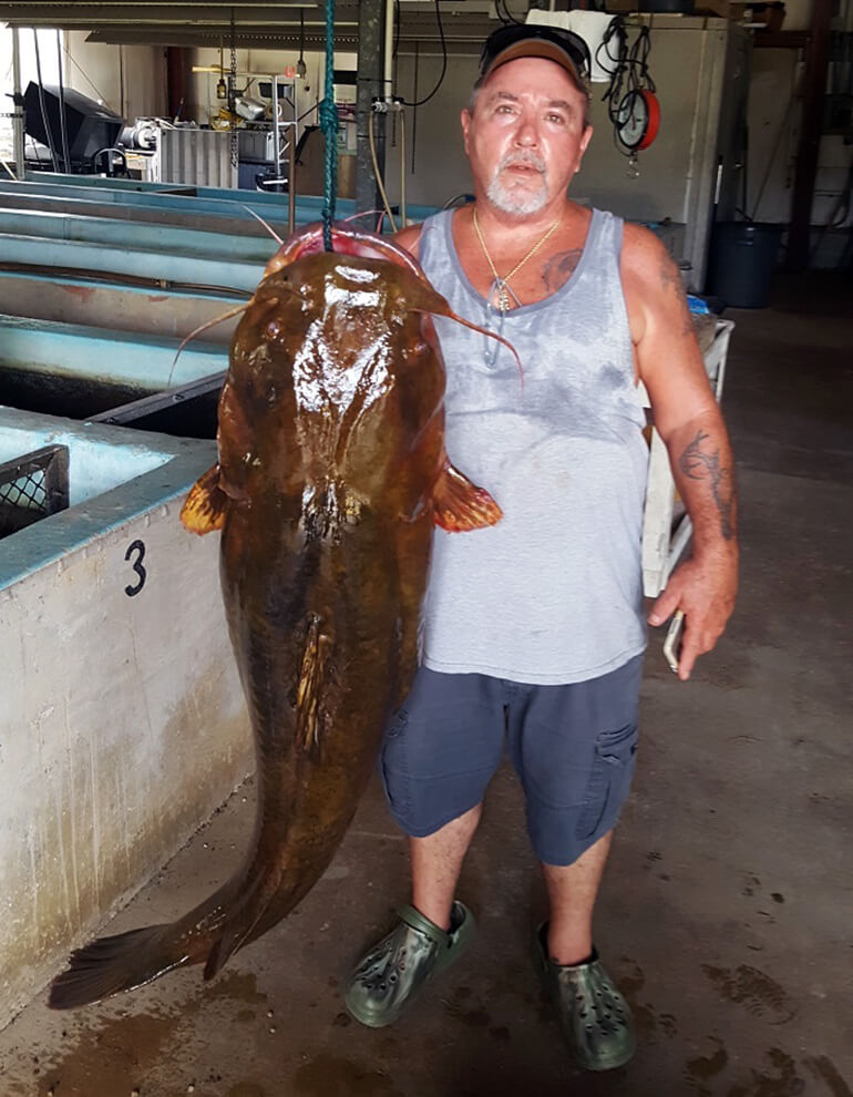 50-pound flathead catfish caught on Susquehanna River sets Pa. record