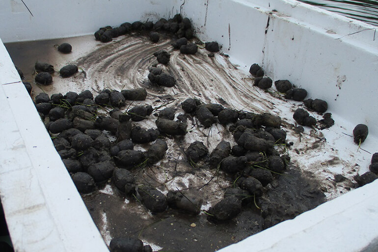 Company Plants Seagrass Habitat in Fort Pierce