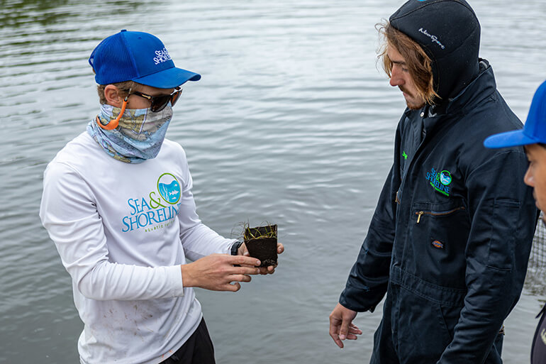 Company Plants Seagrass Habitat in Fort Pierce