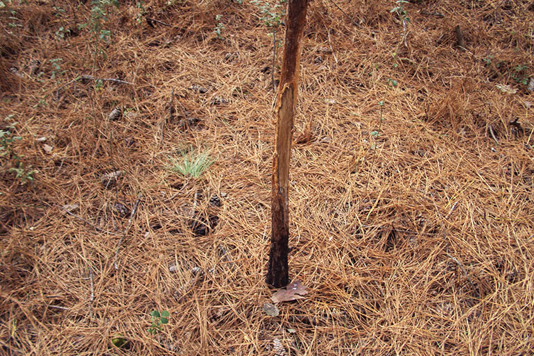 whitetail deer rubs in the rut