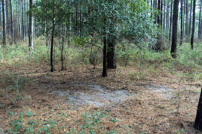 whitetail deer scrapes in the rut