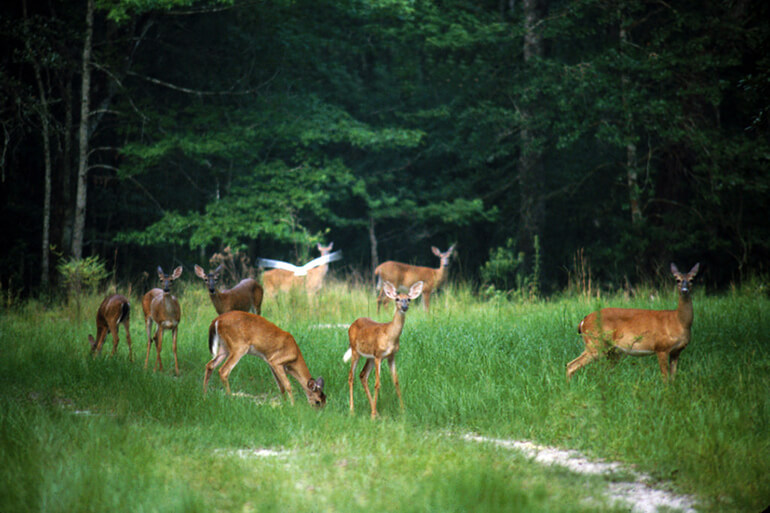 doe whitetail deer in an open field