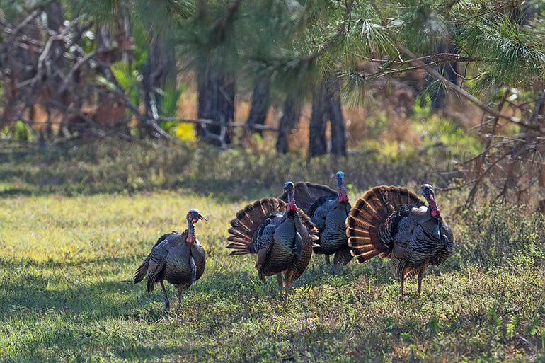 Osceola Wild Turkeys Displaying FWC Photo By Andy Wraithmell 